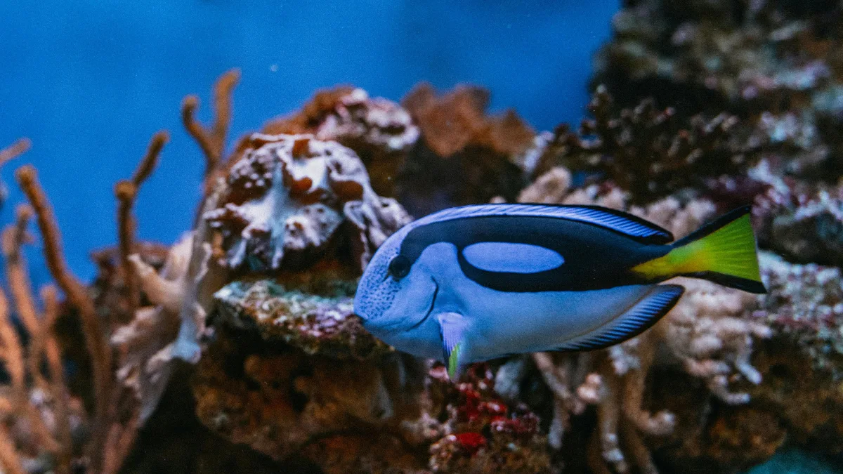 Galeri 1 - Ikan Hias Jaya