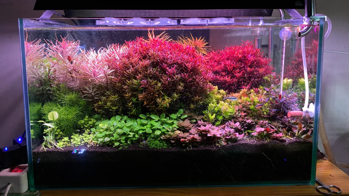 Galeri 3 - Ikan Hias Jaya