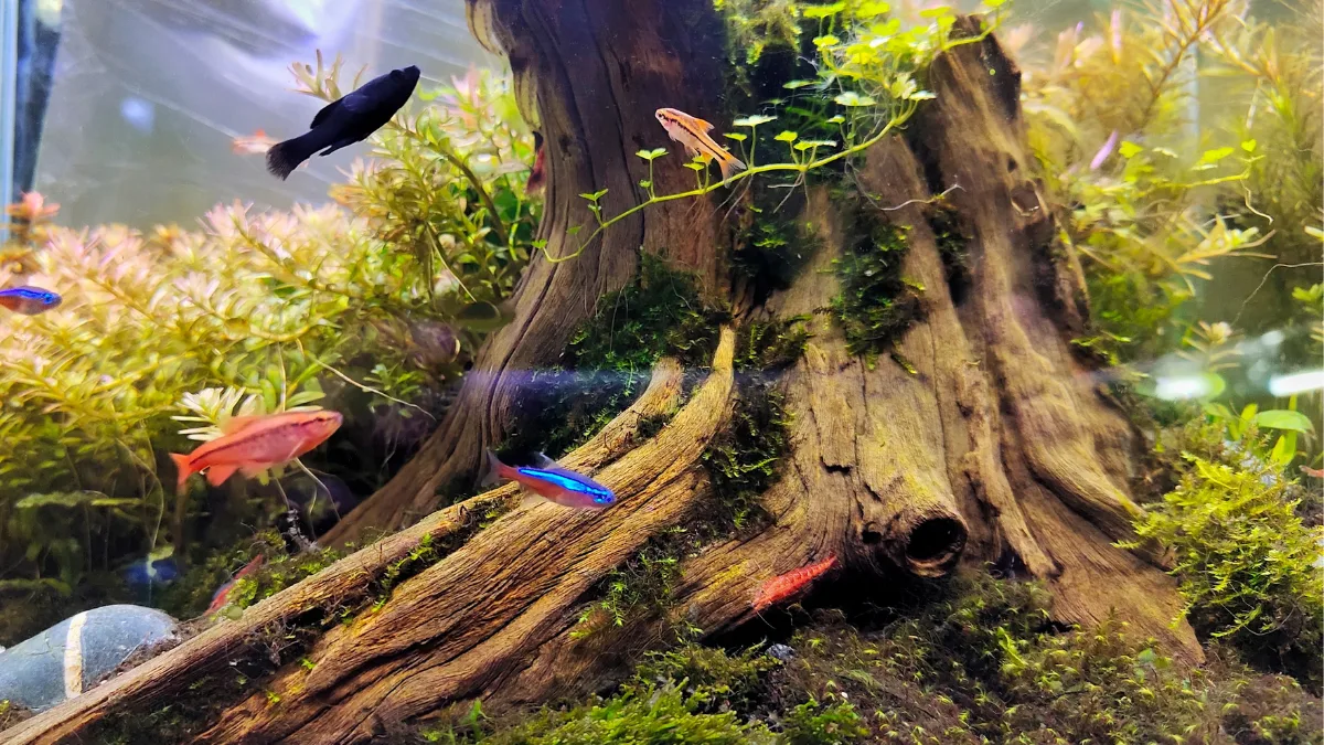 Galeri 4 - Ikan Hias Jaya