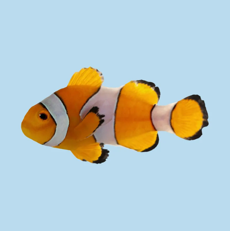 Ikan Hias Air Laut - Ikan Hias Jaya