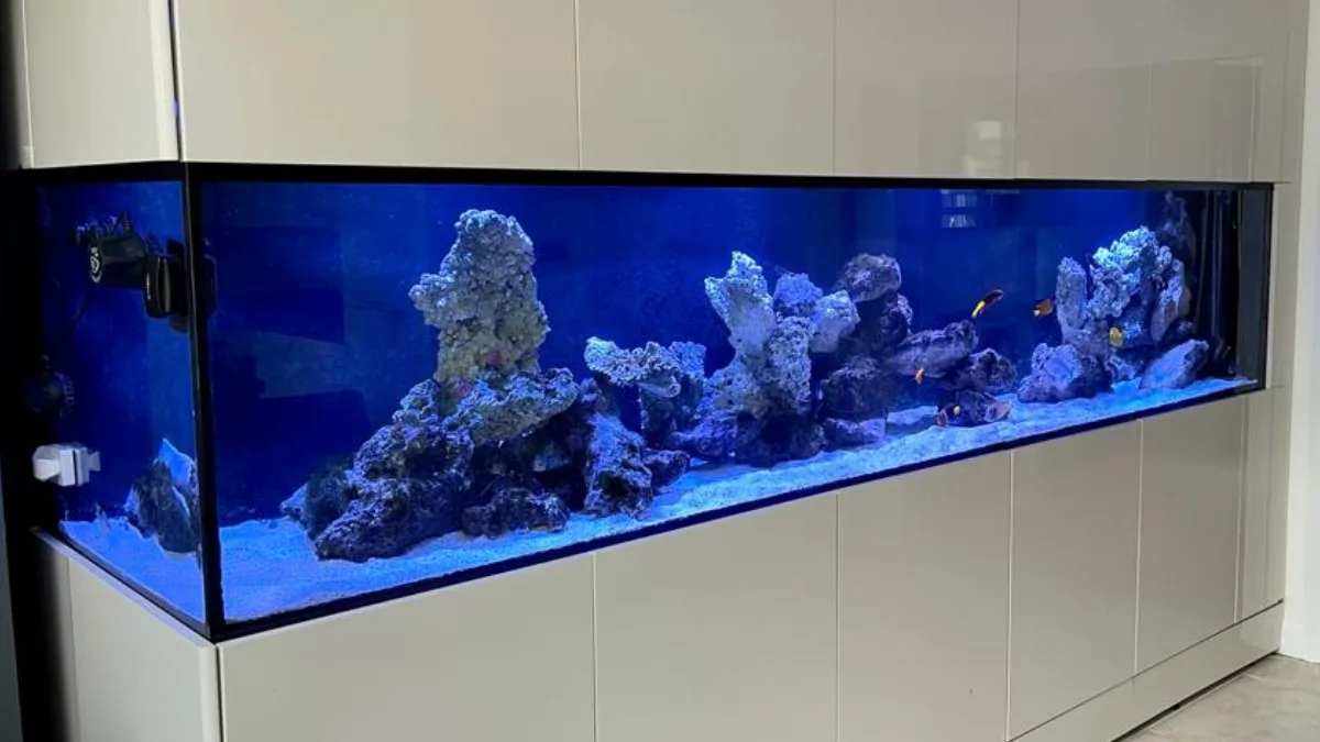 Jasa Instalasi Aquarium - Ikan Hias Jaya